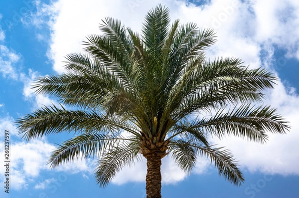 Fototapeta one palm tree on a background of blue sky with white clouds