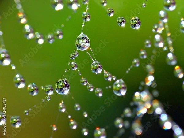 Obraz Water drops on cobweb