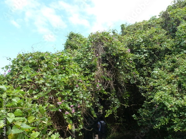 Fototapeta Tsitsikamma Nationalpark