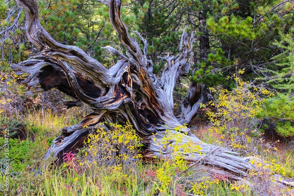 Obraz Colorful tree root