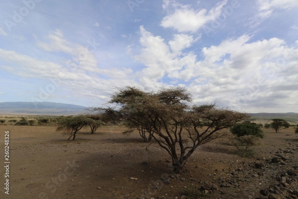 Obraz Acacia Tree