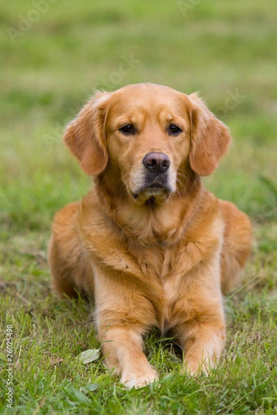 Obraz Golden Retriever