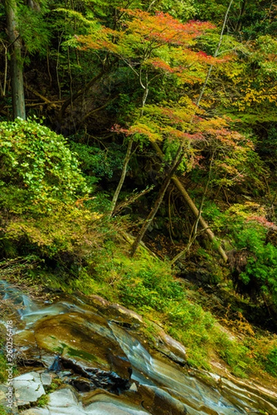 Obraz 兵庫県・自然林、渓流の始まり
