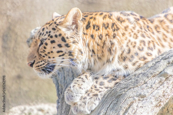 Fototapeta アムールヒョウ