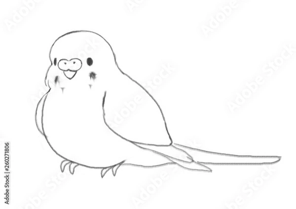 Fototapeta セキセイインコ