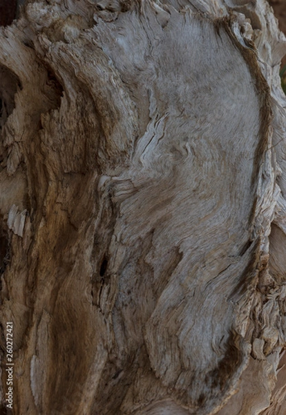 Obraz concept decorative tree cut