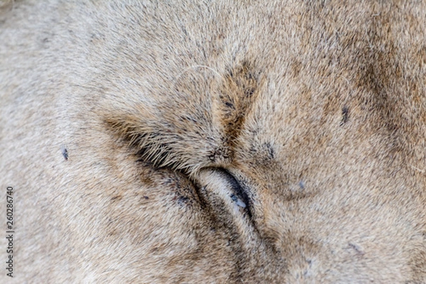 Obraz lion in Serengeti