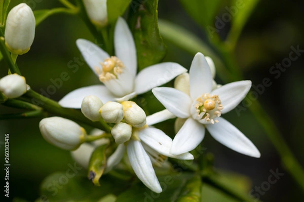 Obraz orange tree branch and blossoms. close up flower photo