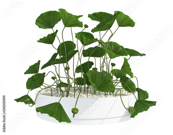 Obraz plant 3d render  on white  background