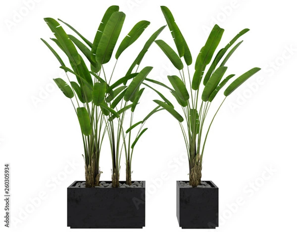Obraz plant 3d render  on white  background