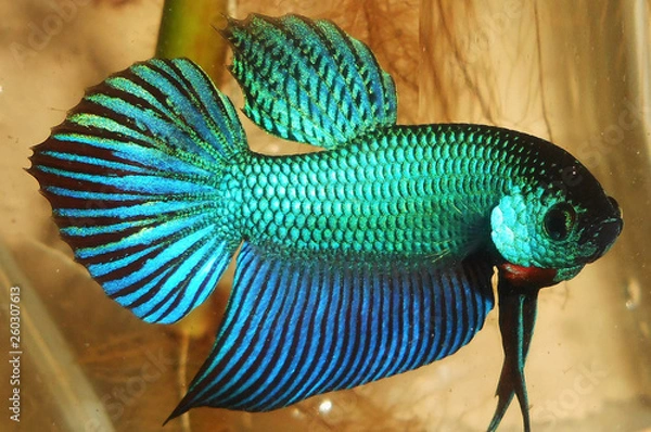 Fototapeta fighting fish  betta thailand 