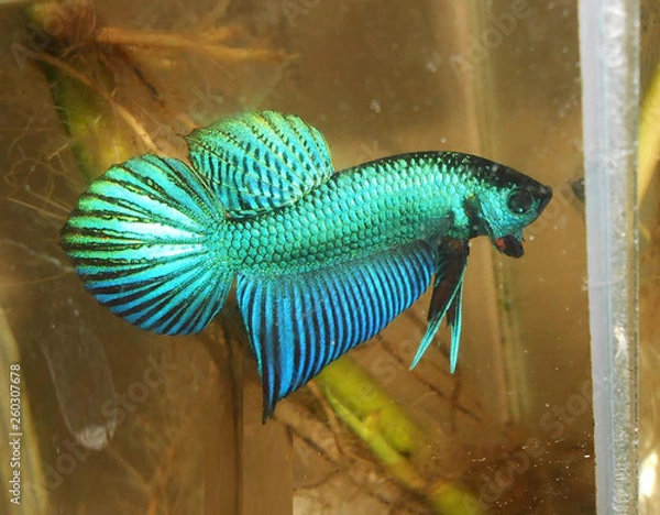 Fototapeta fighting fish  betta thailand 