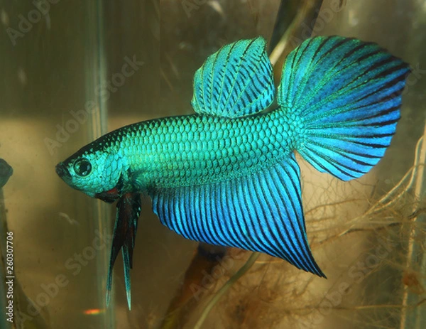 Fototapeta fighting fish  betta thailand 