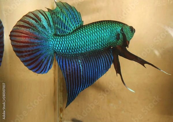Fototapeta fighting fish  betta thailand 