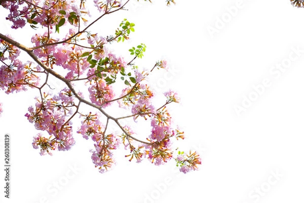 Fototapeta flower on white  background