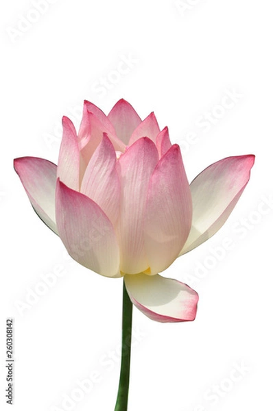 Fototapeta flower on white  background