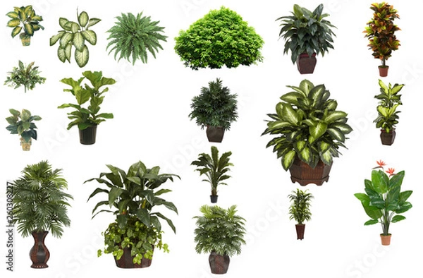 Fototapeta plant on white background
