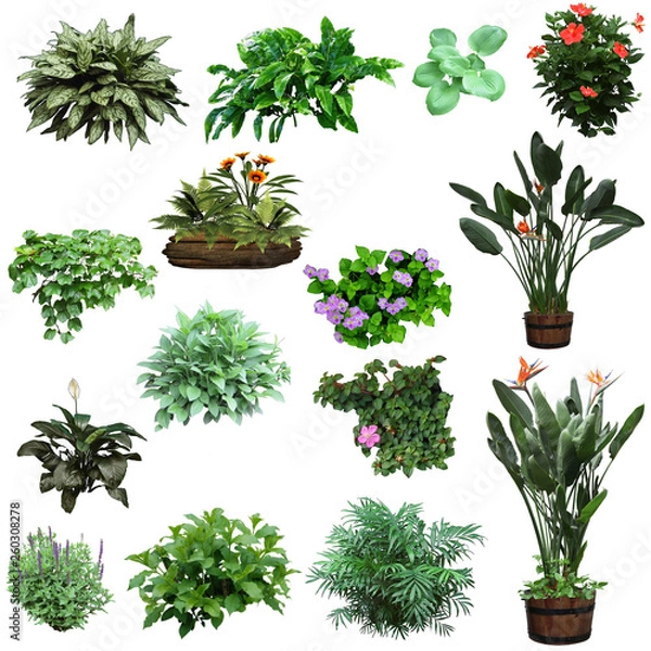 Fototapeta plant on white background