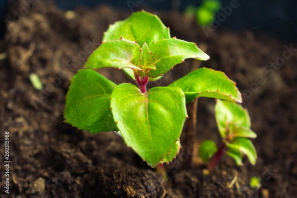 Obraz plant sprouting from the ground