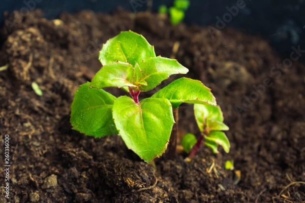 Obraz plant sprouting from the ground