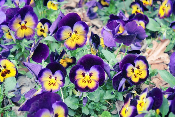 Obraz Purple, yellow flowers