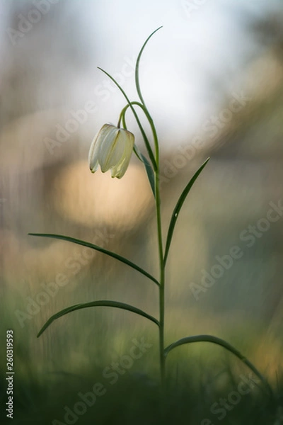 Obraz Schachbrettblume #03