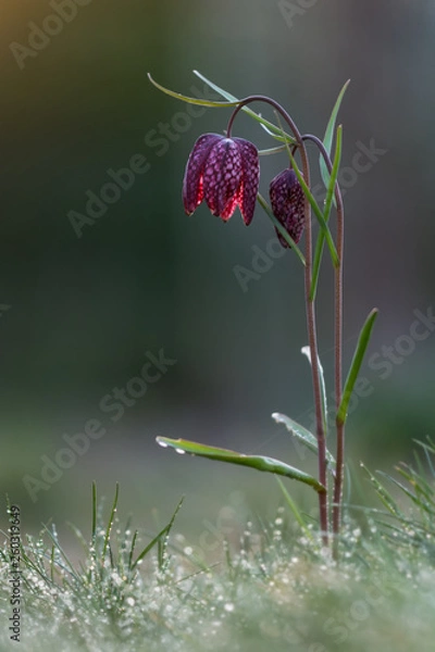 Obraz Schachbrettblume #02