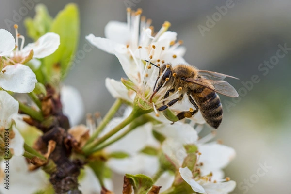 Obraz Honigbiene #01