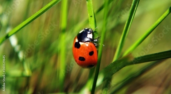 Obraz Ladybird