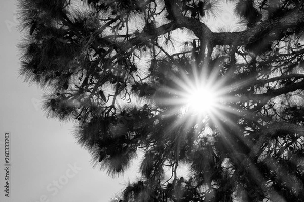 Obraz Monochrome sunburst back lit pine tree branches with copy space.