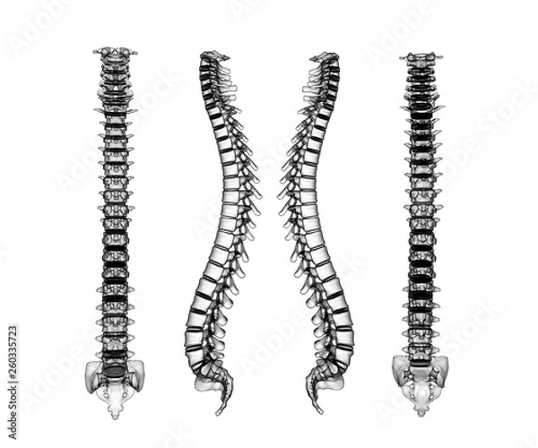 Obraz Skeletal human spine 3D Rendering