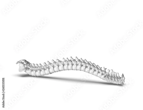 Obraz Skeletal human spine 3D Rendering