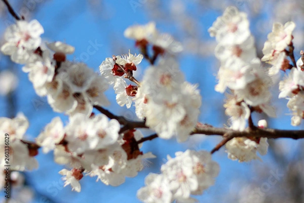 Fototapeta A branch with white flowers of sakura with a beautiful nature background.