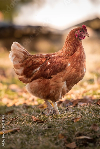 Obraz Henne auf der Wiese