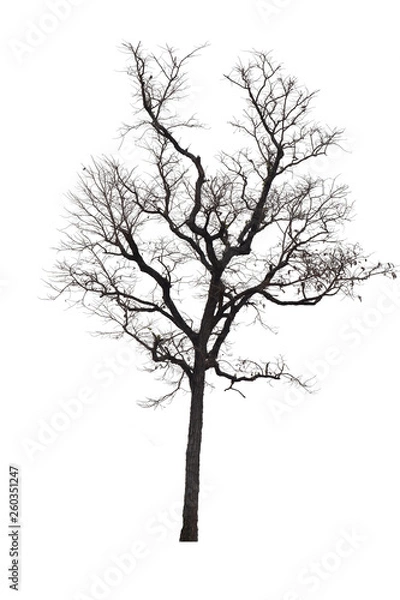 Obraz Dead tree or dried tree isolate on white background.Clipping path.