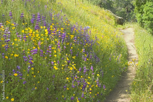 Fototapeta walking path through field of flowers