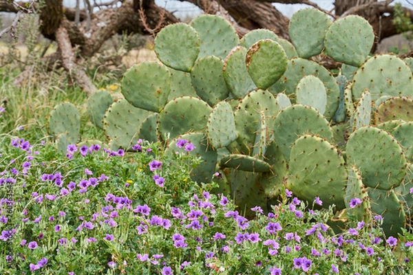 Obraz West Texas Spring Background scence with wildflowers, cactus and mequite tree