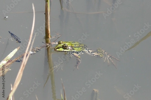 Obraz Żaba zielona (Pelophylax)