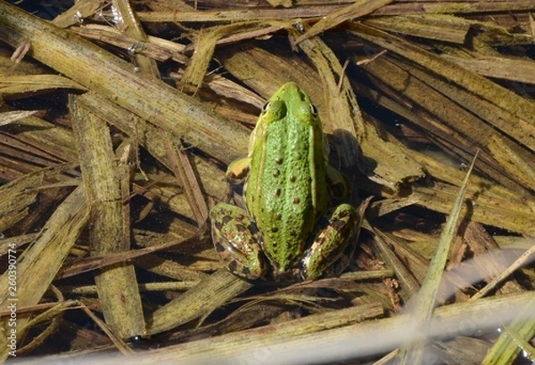 Obraz Żaba zielona (Pelophylax)