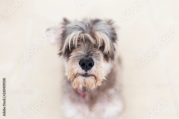 Obraz Schnauzer sitting on a beige floor in a portrait actitude