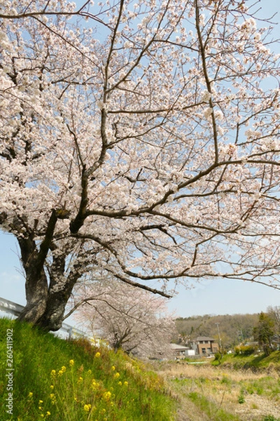 Fototapeta 土手に咲く満開の桜