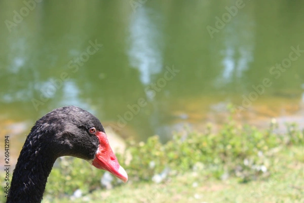 Obraz black swan