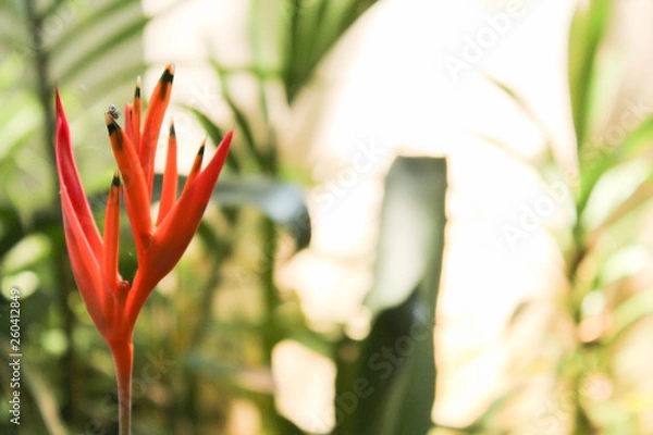 Obraz tulip on green background