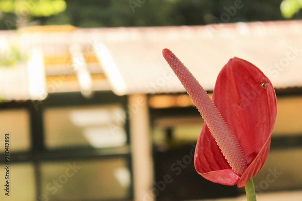 Obraz flower on table