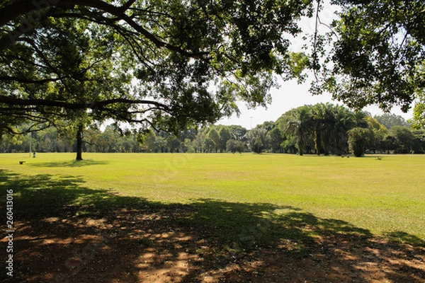 Obraz tree in the park