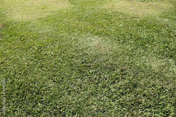 Obraz grass in field