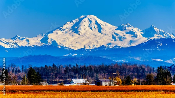 Fototapeta Mount Baker, a dormant volcano in Washington State viewed from the Blueberry Fields of Glen Valley near Abbotsford British Columbia, Canada under clear blue sky on a nice winter day