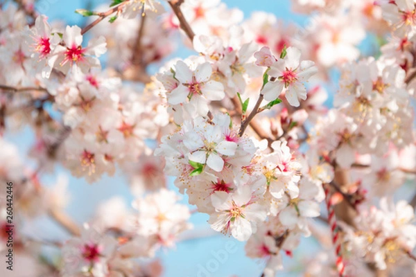 Obraz Spring background. Beautiful blooming trees