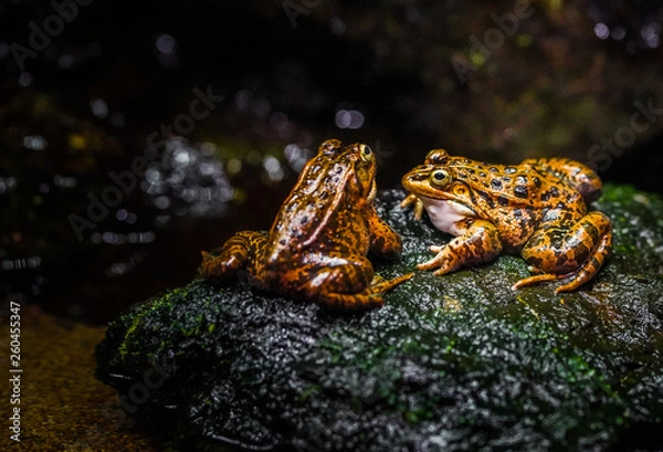 Obraz 二匹の黄金カエル