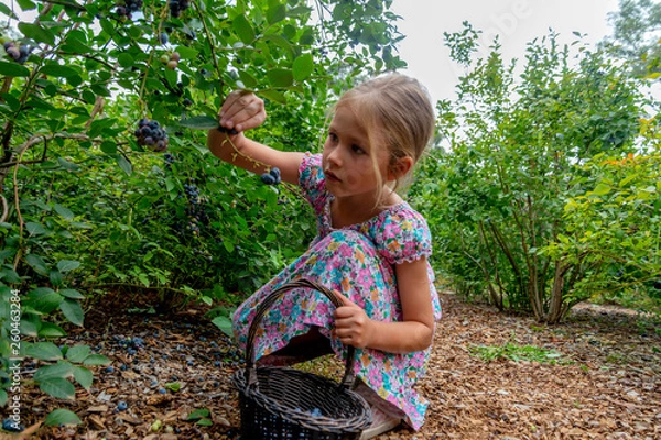 Obraz young girl picking blueberries